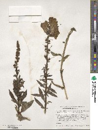 Antirrhinum majus image