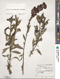 Antirrhinum majus image