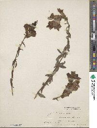 Antirrhinum majus image