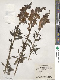 Antirrhinum majus image