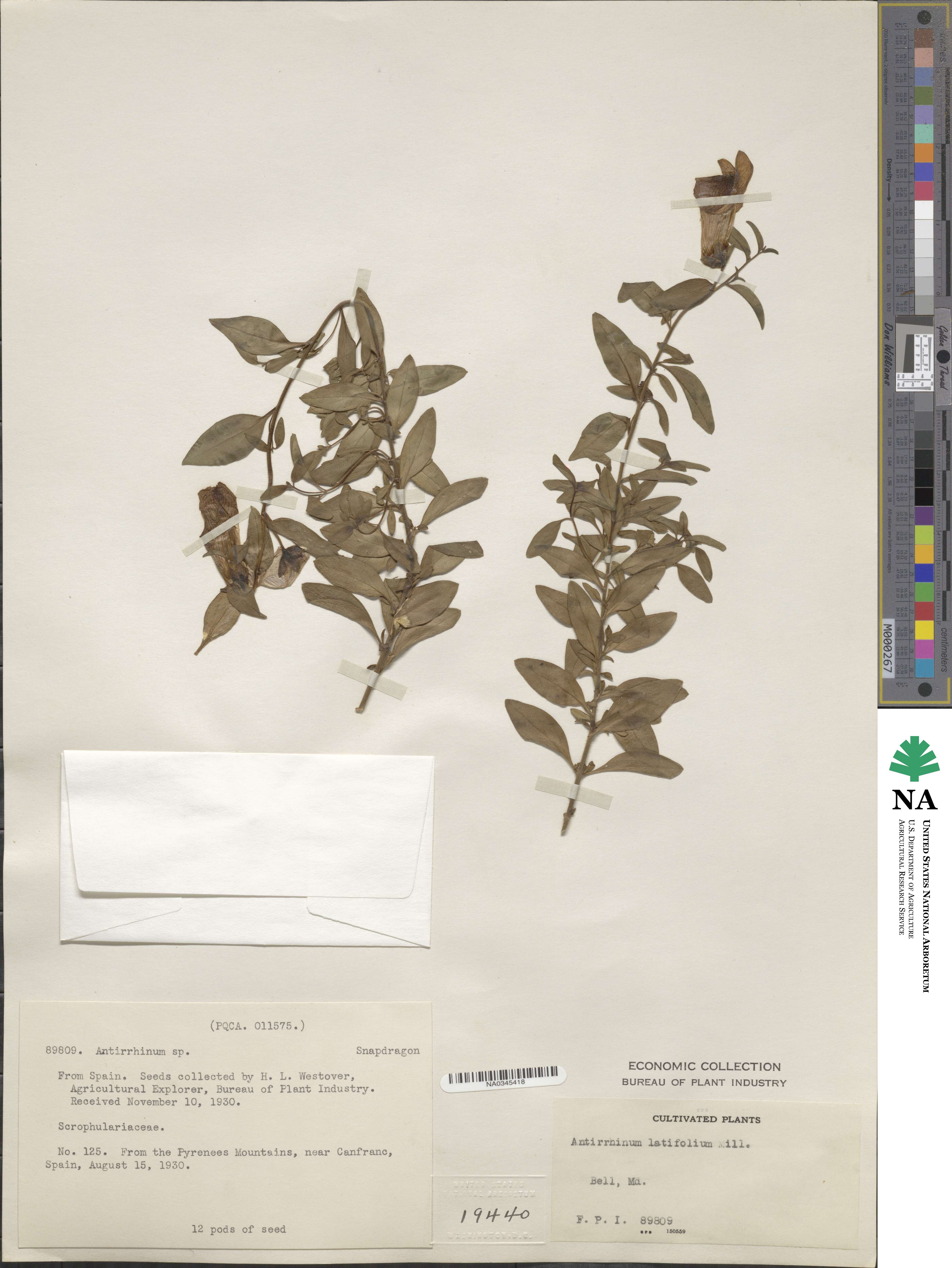 Antirrhinum latifolium image