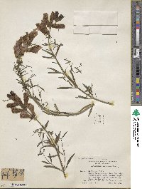 Antirrhinum tortuosum image