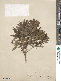 Antirrhinum striatum image