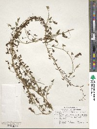 Maurandella antirrhiniflora image