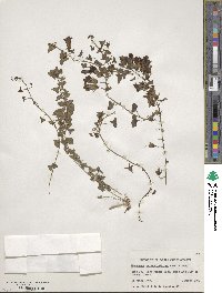 Maurandella antirrhiniflora image