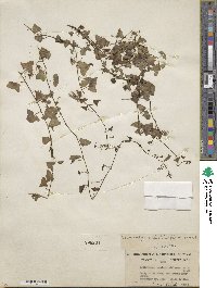 Maurandella antirrhiniflora image