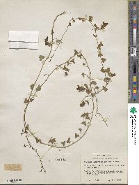 Maurandella antirrhiniflora image