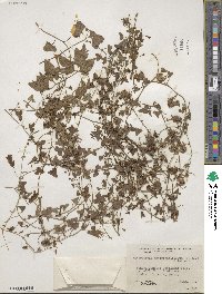 Maurandella antirrhiniflora image