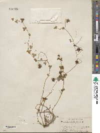 Maurandella antirrhiniflora image