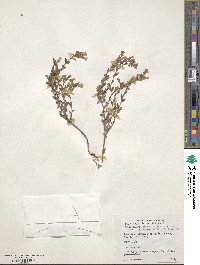 Chaenorhinum segoviense image