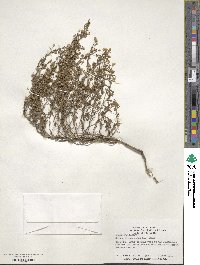 Chaenorhinum minus image