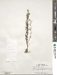 Chaenorhinum minus image