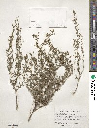 Chaenorhinum minus image