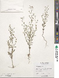 Chaenorhinum minus image