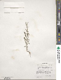 Chaenorhinum minus image