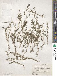 Chaenorhinum minus image