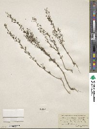 Chaenorhinum minus image