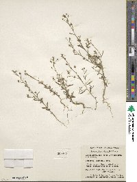 Chaenorhinum minus image