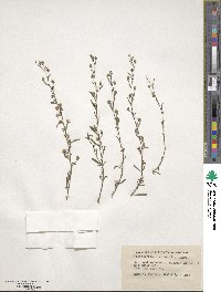 Chaenorhinum minus image