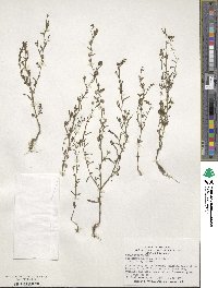 Chaenorhinum minus image