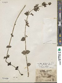 Image of Russelia floribunda