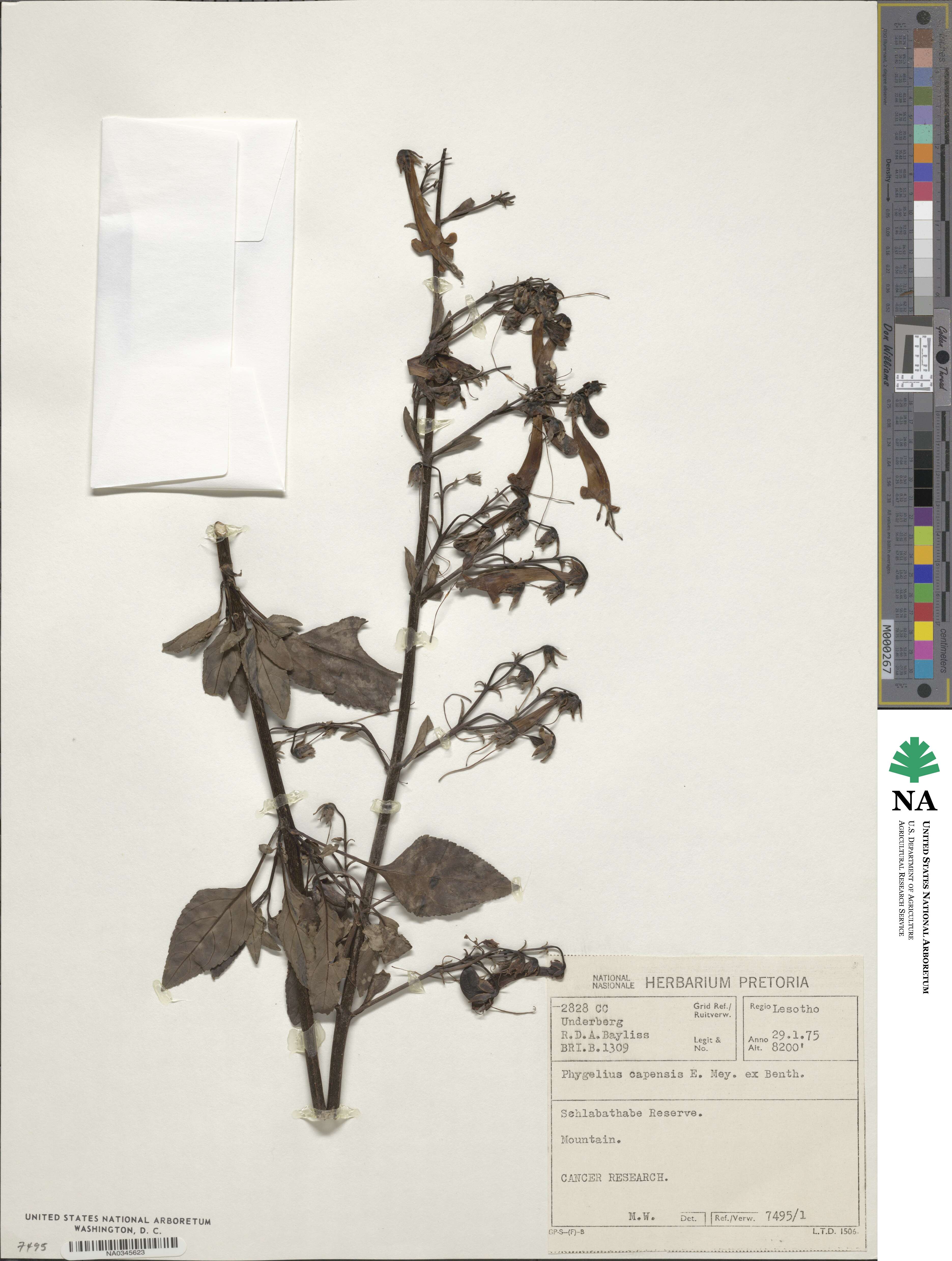 Phygelius capensis image