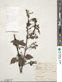 Phygelius capensis image