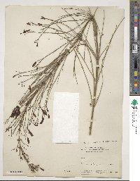 Russelia equisetiformis image