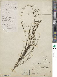 Russelia equisetiformis image