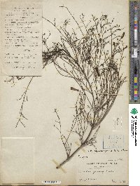 Russelia equisetiformis image