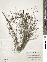 Russelia equisetiformis image