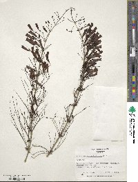 Russelia equisetiformis image