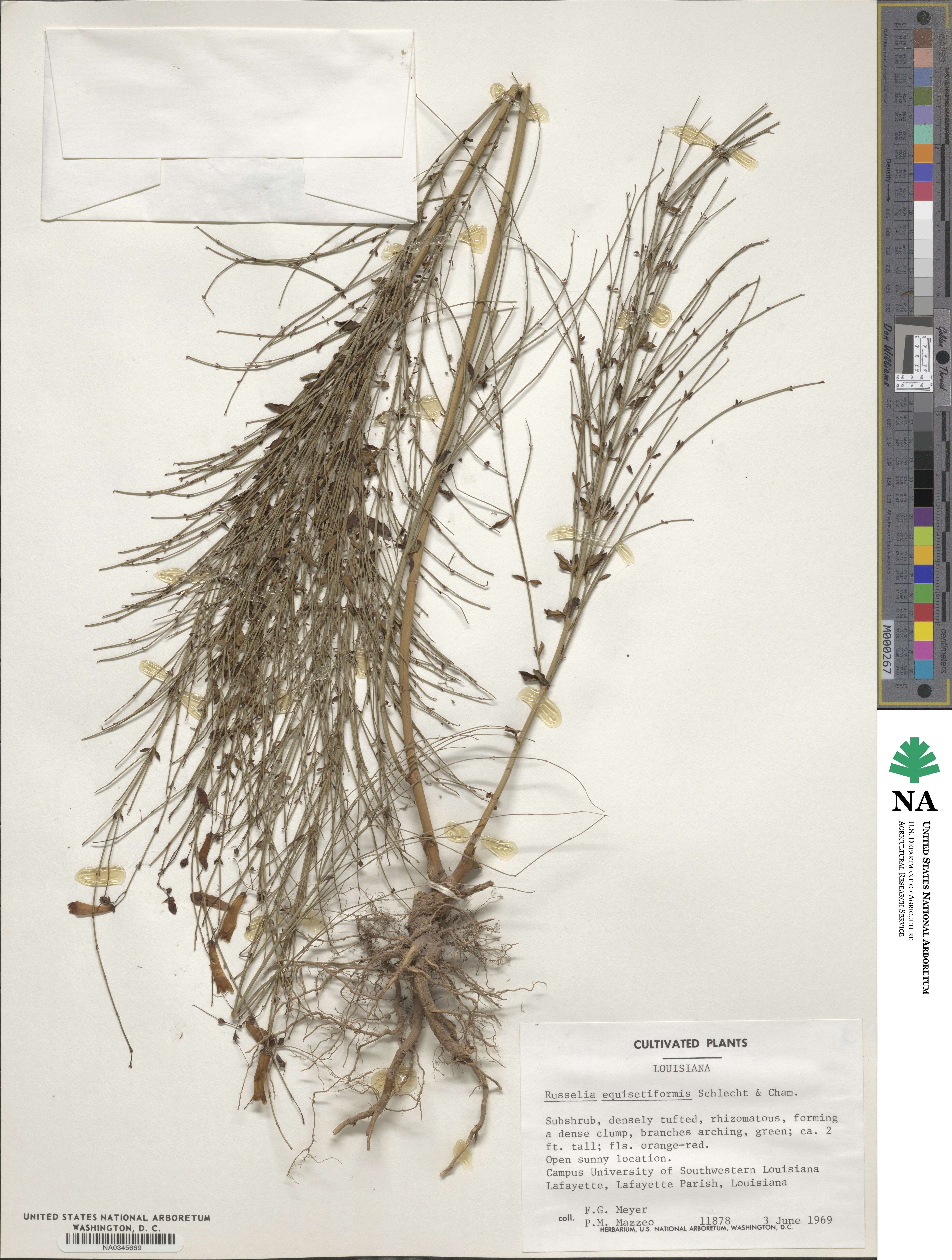 Russelia equisetiformis image