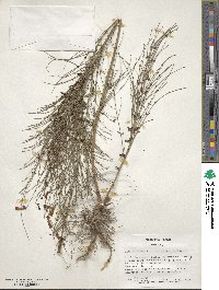 Russelia equisetiformis image