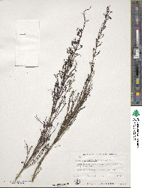 Russelia equisetiformis image