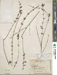 Image of Russelia sonorensis