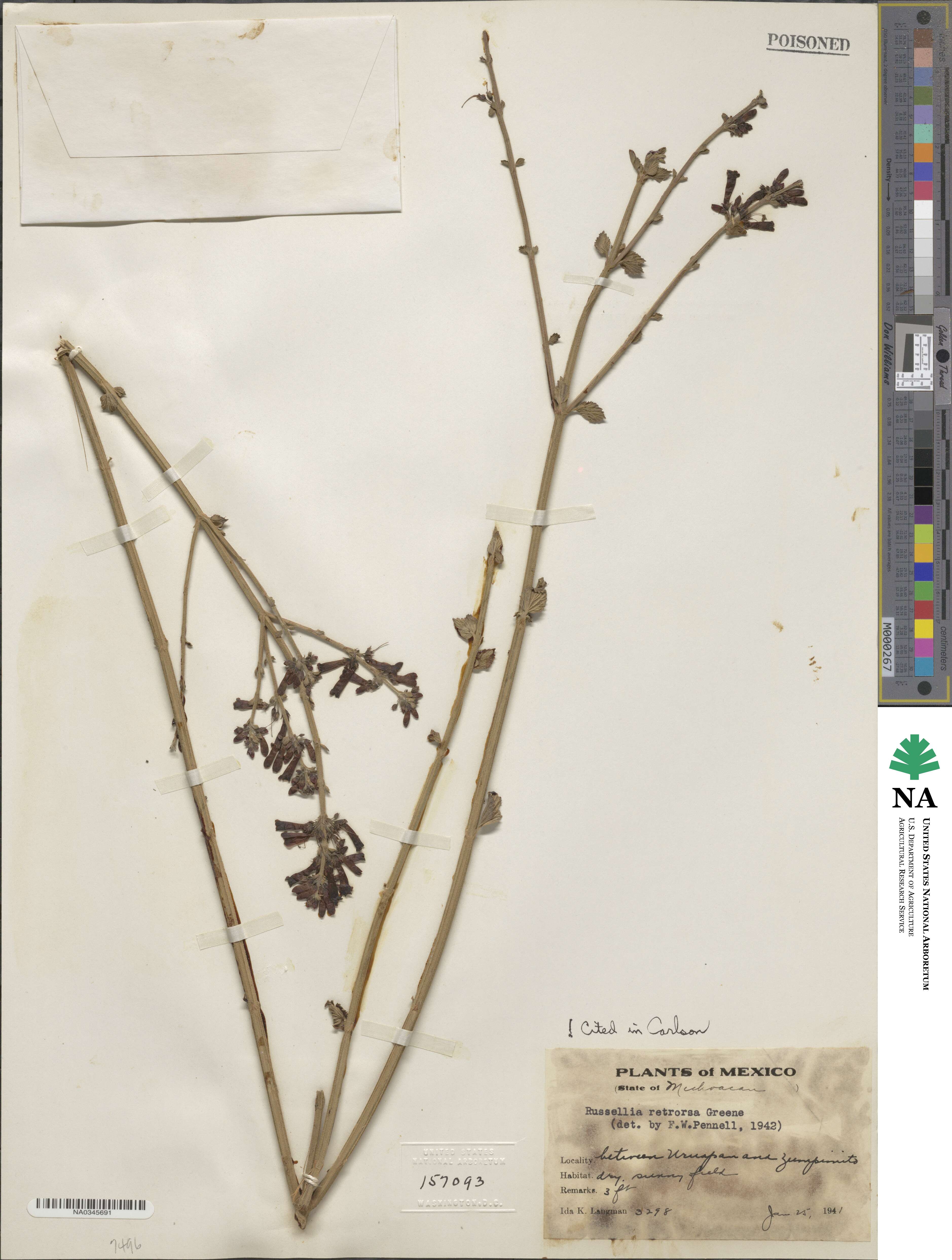 Russelia retrorsa image