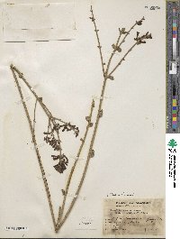 Russelia retrorsa image