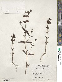 Collinsia concolor image