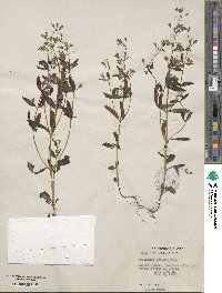 Collinsia childii image