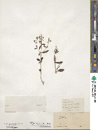 Collinsia childii image