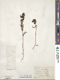 Collinsia bicolor image