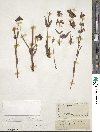 Collinsia bicolor image