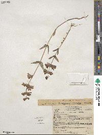 Collinsia bicolor image