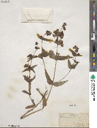 Collinsia bicolor image