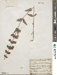 Collinsia bicolor image