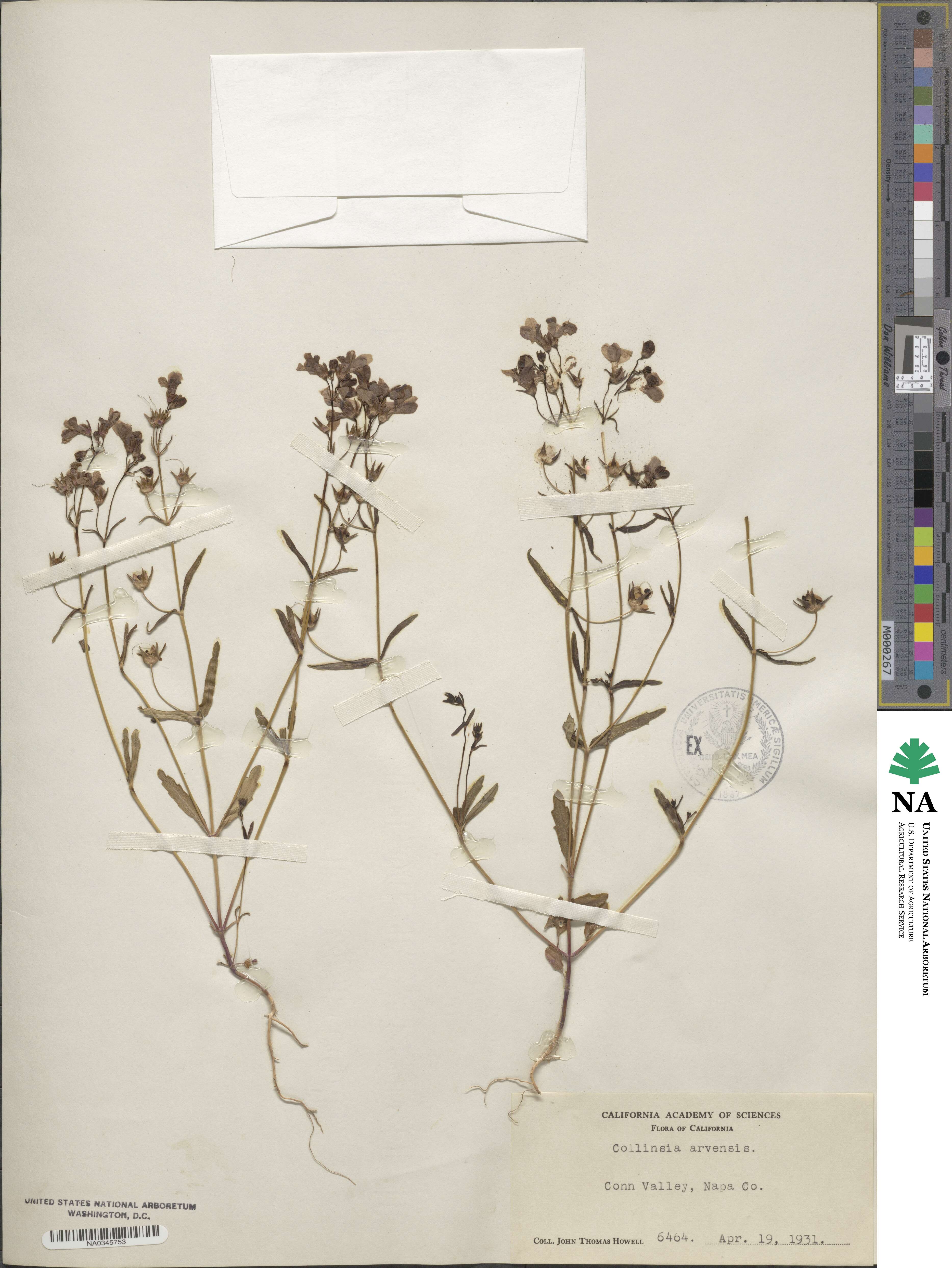 Collinsia sparsiflora image