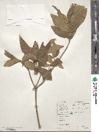 Bowkeria verticillata image