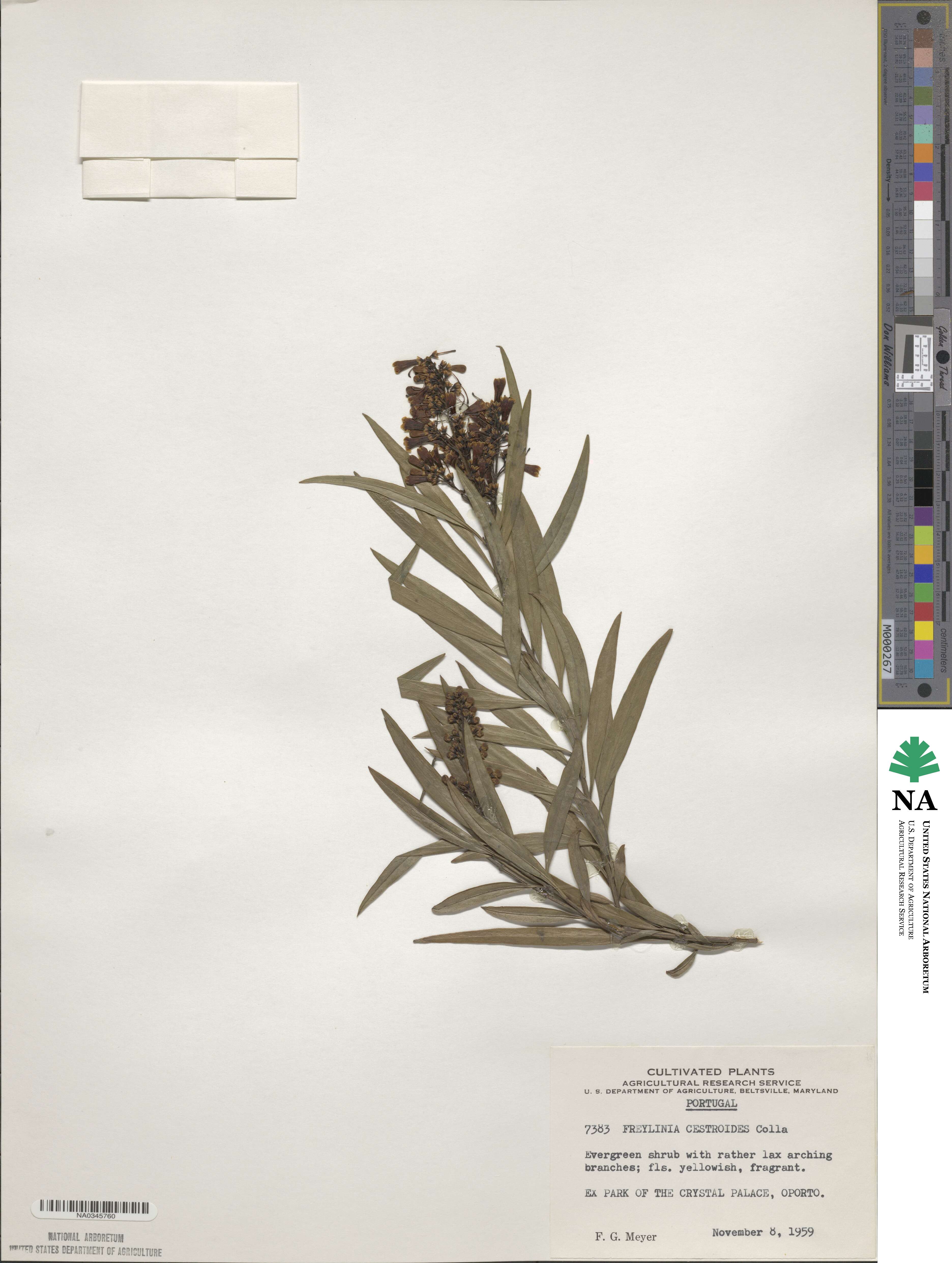 Freylinia lanceolata image