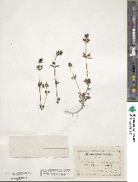 Collinsia parviflora image